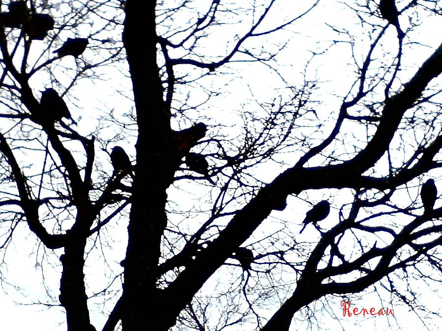 Something To Crow About Photograph by A L Sadie Reneau