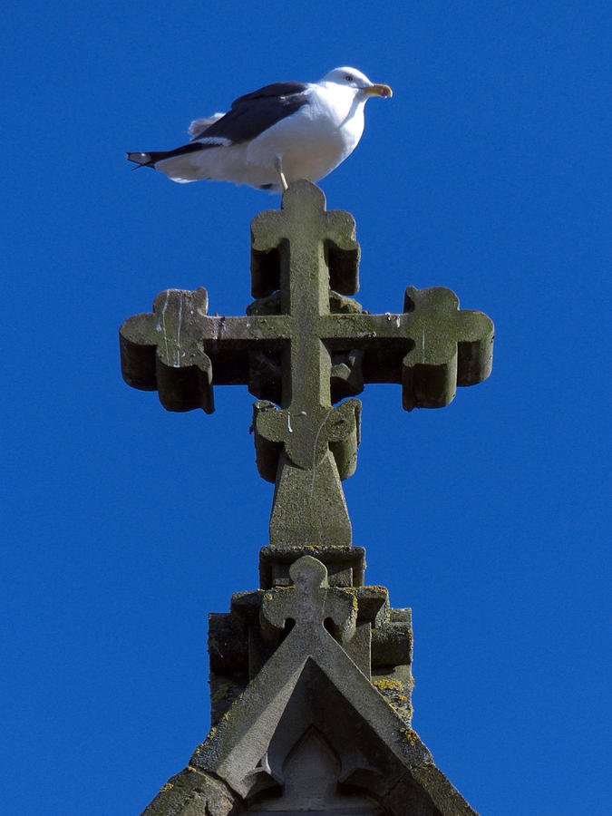Seagull Photograph - Sometimes by Baato Seagull Photograph - Sometimes by Baato