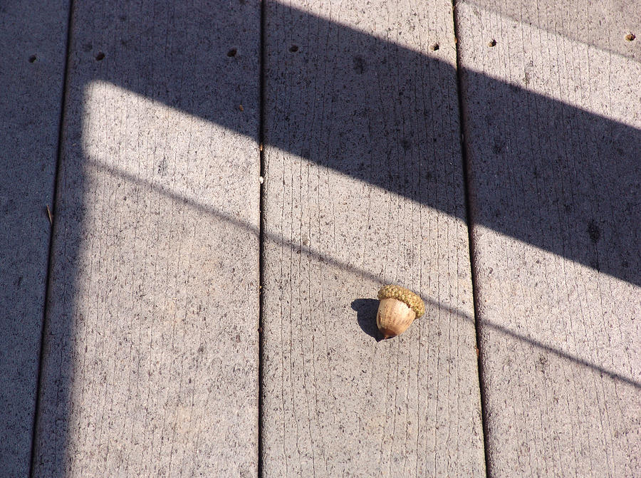Sometimes I Feel Like A Nut Photograph by Kevin Callahan