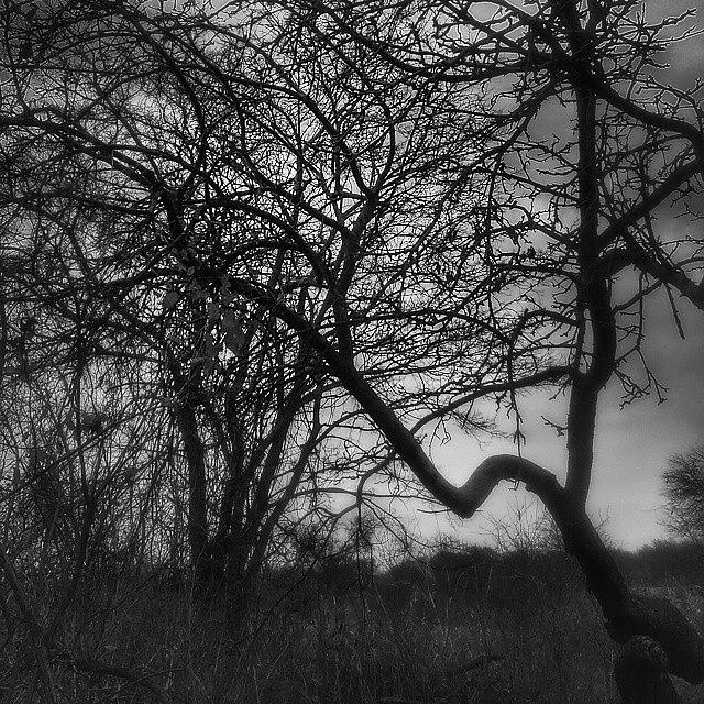 Nature Photograph - Sometimes I Just Like Odd Trees In by Douglas Carey