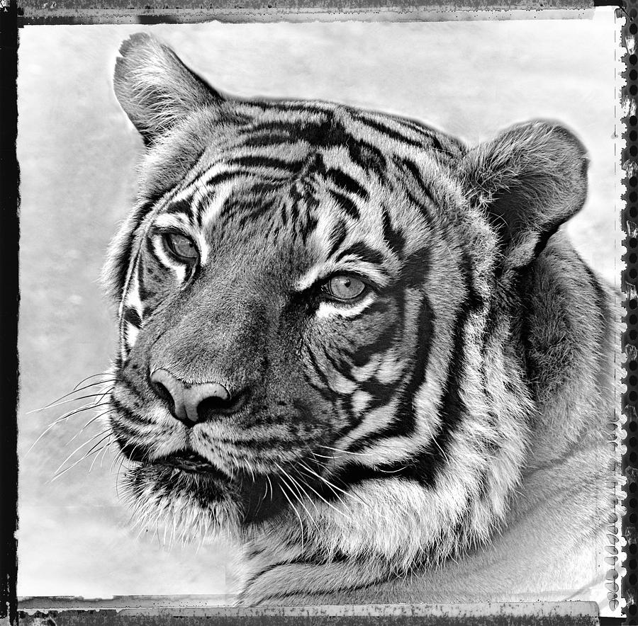 Tiger Photograph - Sometimes Less Is More by Elaine Malott