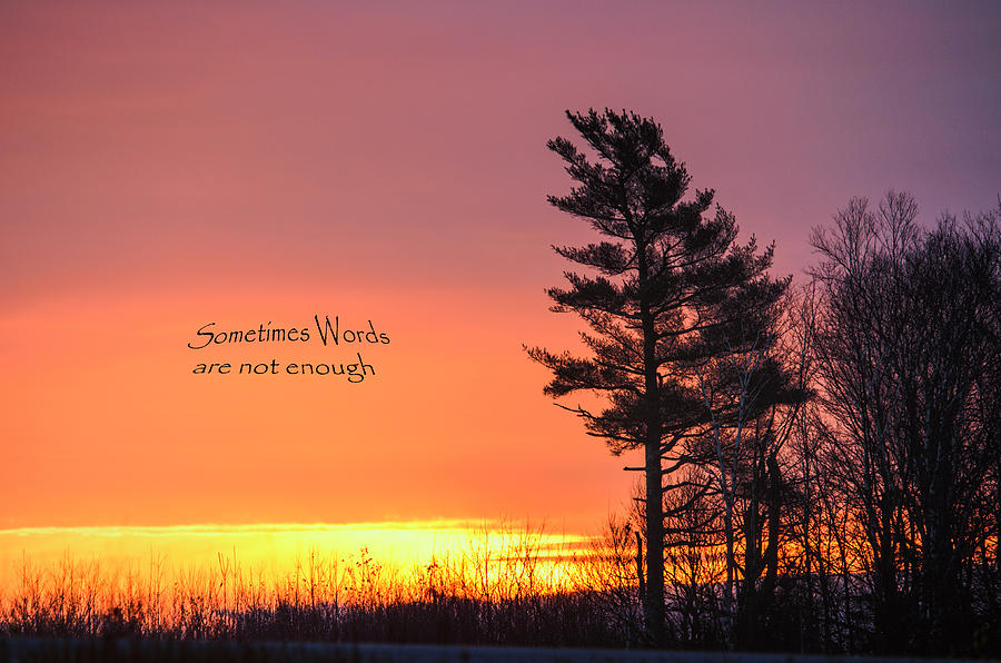 Tree Photograph - Sometimes Words Are Not Enough by Sue Capuano
