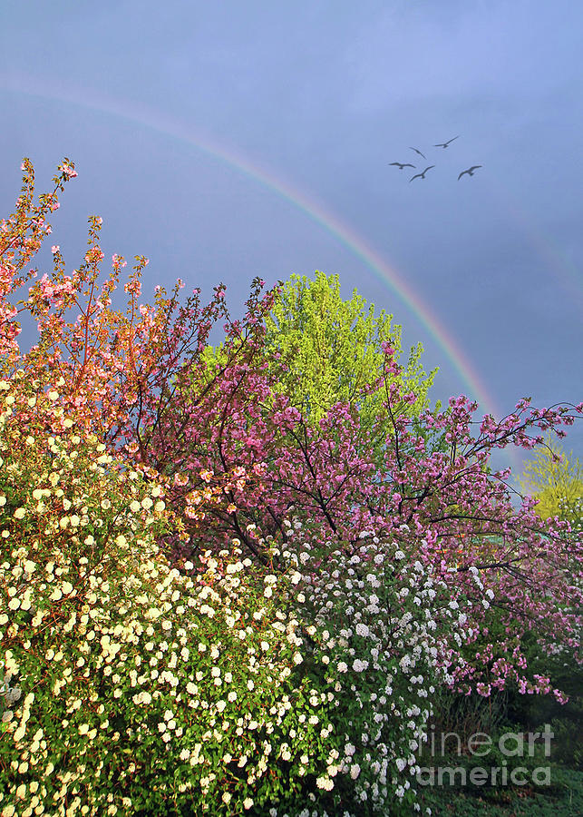 Somewhere Over The Rainbow Photograph by Geoff Crego
