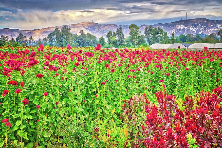 Somis Flower Fields Photograph by Lynn Bauer