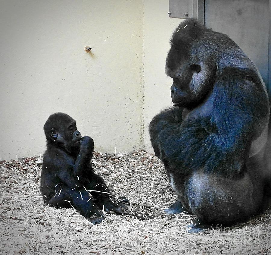 Gorilla Father Kidogo And Son Pepe Photograph by Elisabeth Derichs