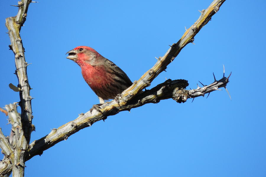 Song Bird Photograph by Bill Tomsa