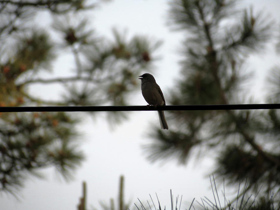Song Bird Photograph by Laurel Powell
