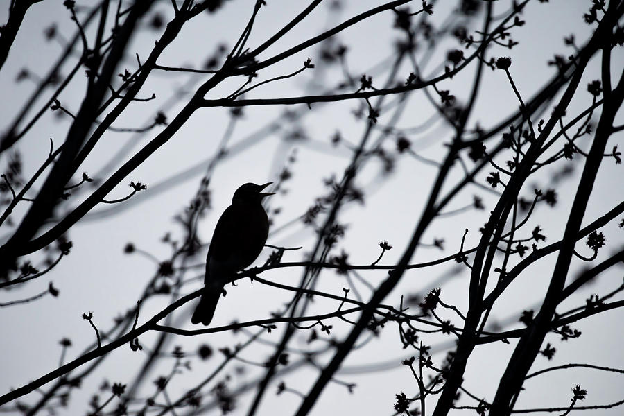 Song Bird Silhouette Photograph by Terry DeLuco