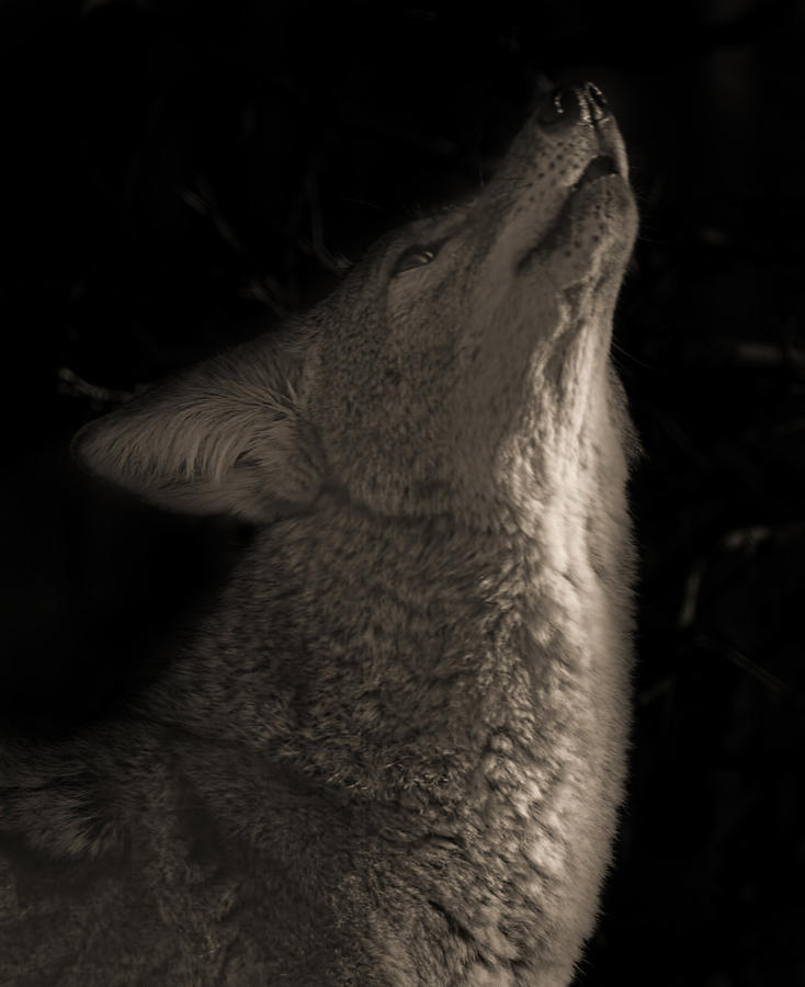 Song Of The Coyote  Photograph by Brian Cross