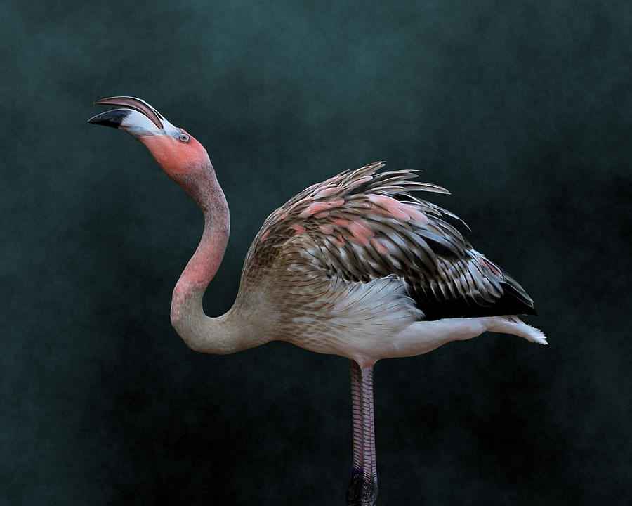 Song Of The Flamingo Photograph By Debi Dalio
