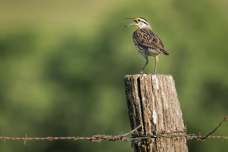 Song Of The Meadowlark Photograph