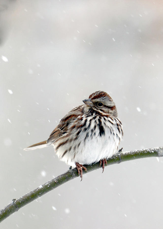 Song Sparrow Photograph by Ann Bridges