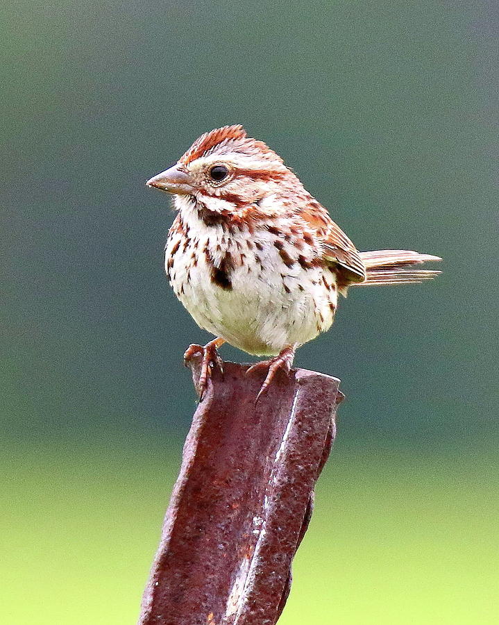 Song Sparrow Photograph By Arvin Miner Fine Art America