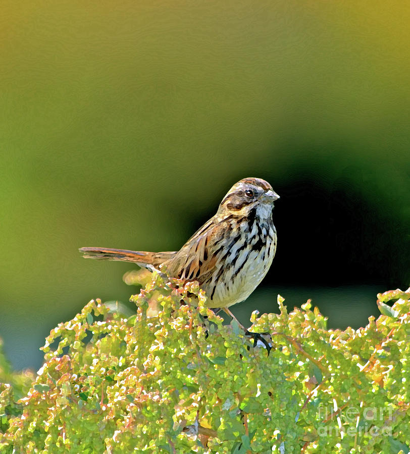 Sparrow Photograph - Song Sparrow by Betty LaRue
