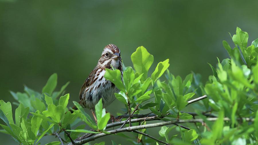 Song Sparrow Photograph by Carol Montoya
