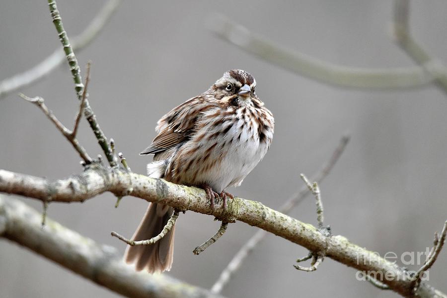 Sparrow Photograph - Song Sparrow by Charles Trinkle