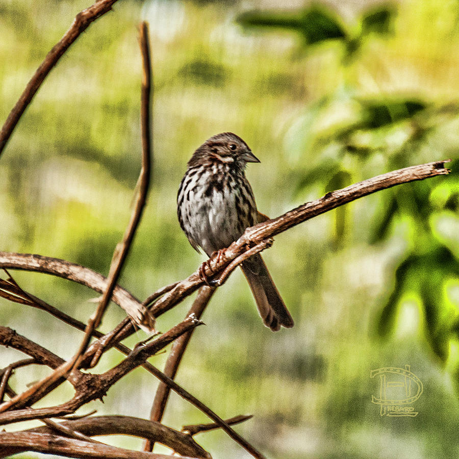 Song Sparrow Photograph by Daniel Hebard