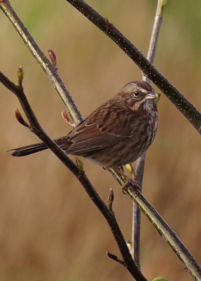 Song Sparrow Photograph by Iina Van Lawick