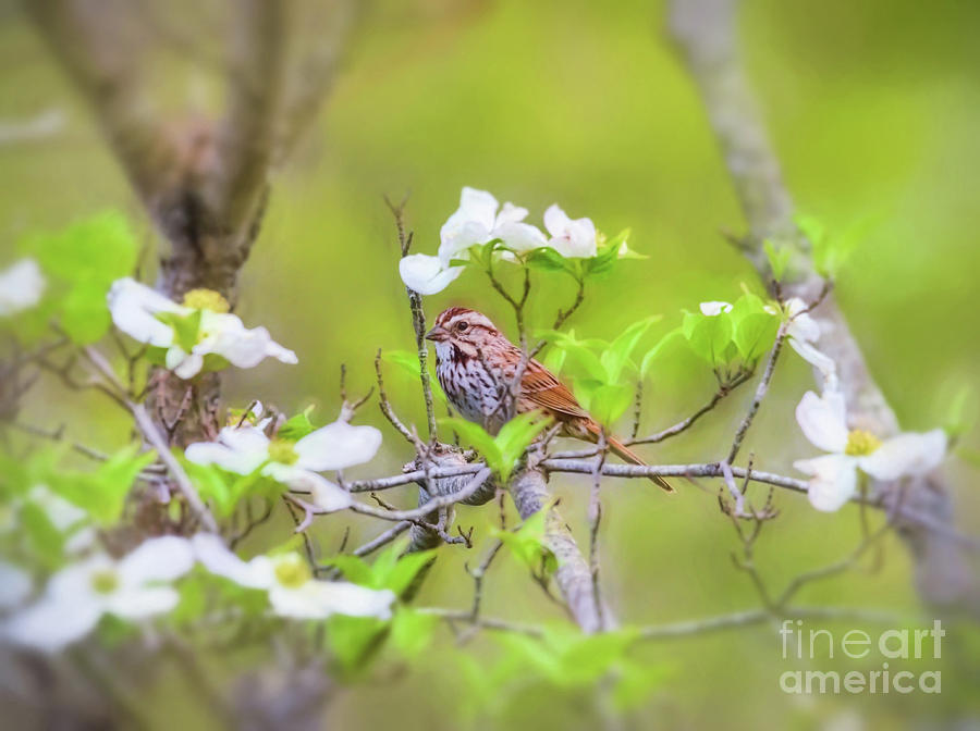 Song Sparrow In Dogwood 2 Photograph
