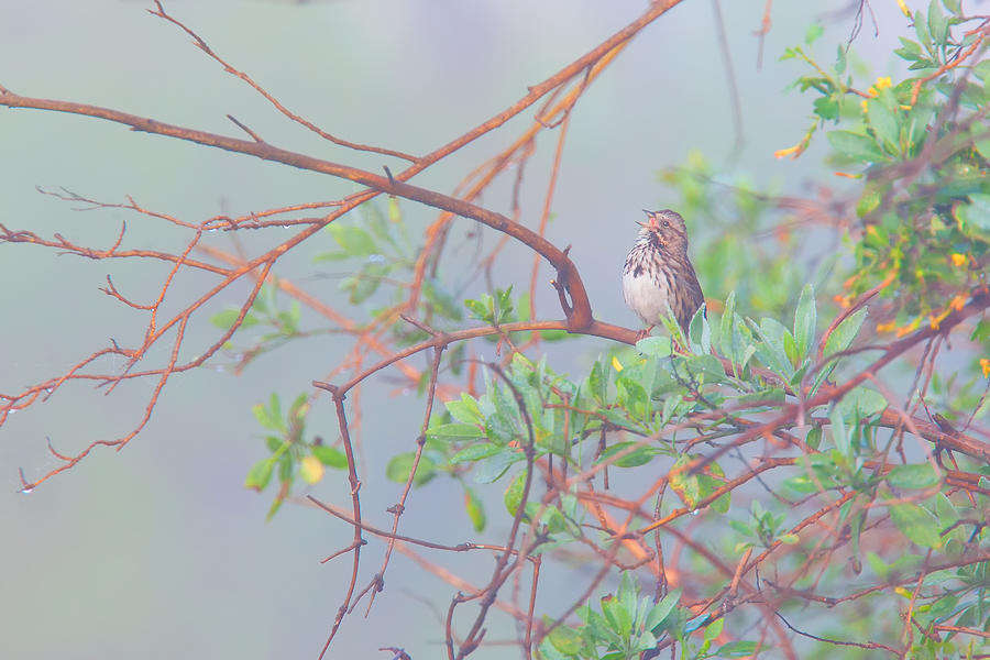 Song Sparrow In Fog Photograph