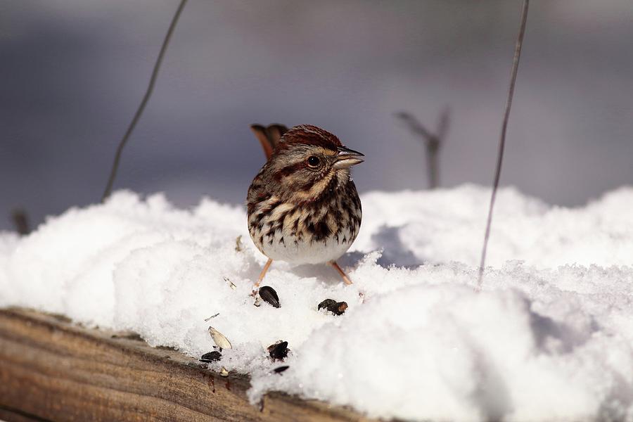 Song Sparrow In Snow Photograph by Carol Montoya