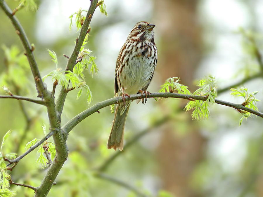 Song Sparrow in Spring Photograph by Lyuba Filatova