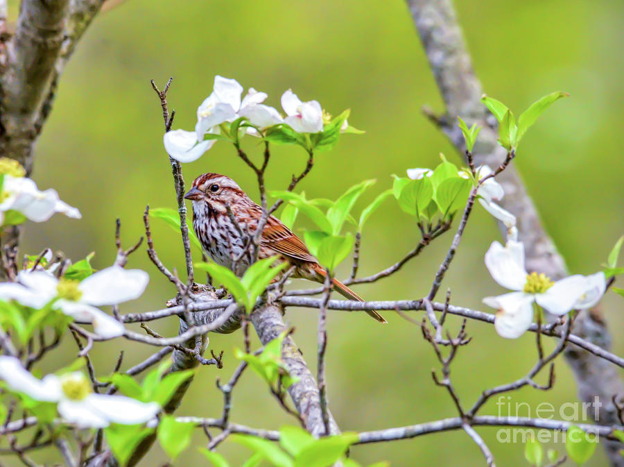 Song Sparrow in the Dogwood Photograph by Kerri Farley
