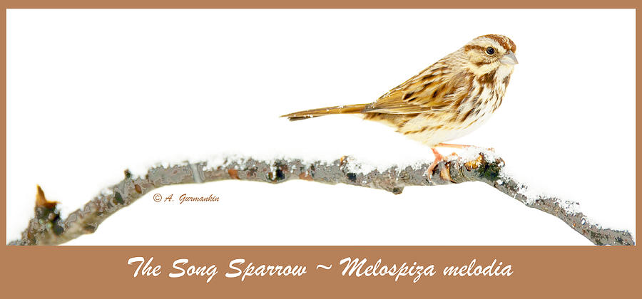 Song Sparrow in Winter Digital Art by A Macarthur Gurmankin