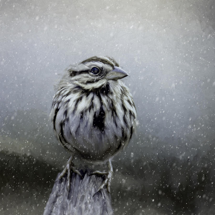 Bird Photograph - Song Sparrow in Winter by Cathy Kovarik
