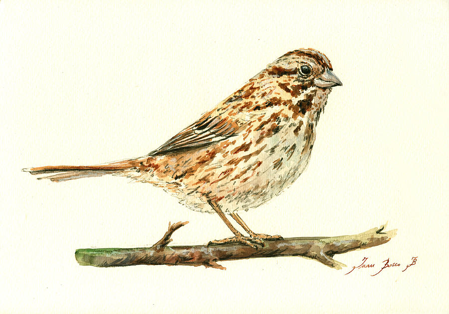 Songbird Painting - Song Sparrow by Juan  Bosco