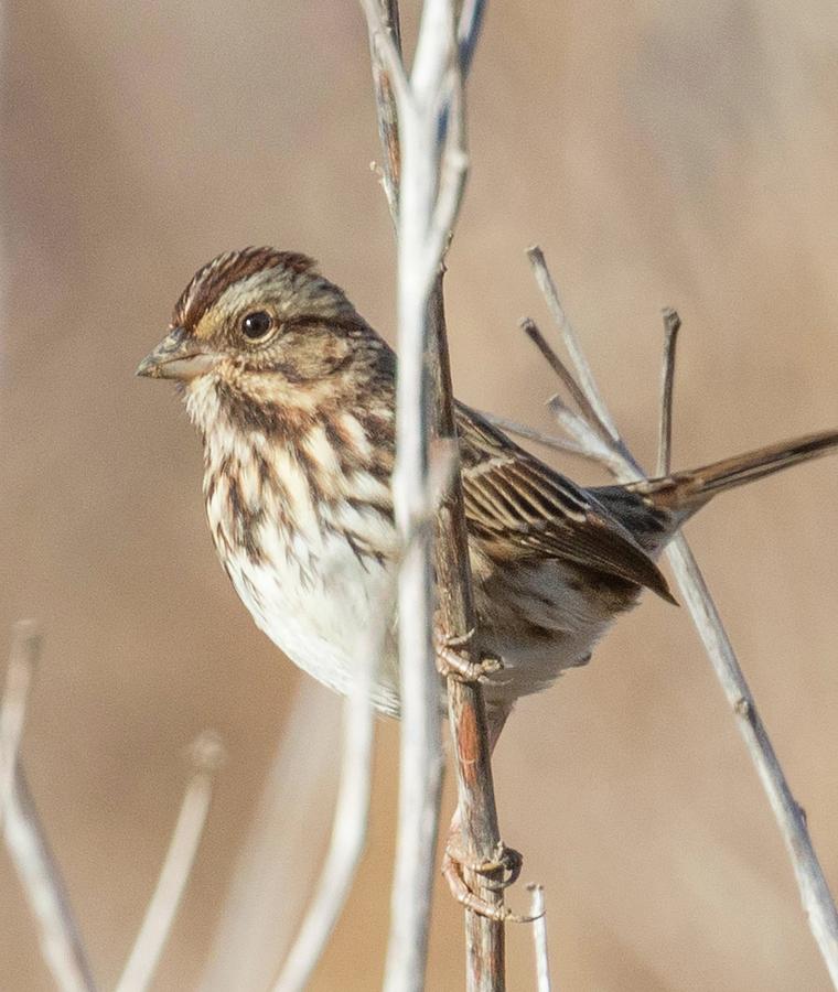Song Sparrow Photograph by Lee Alloway