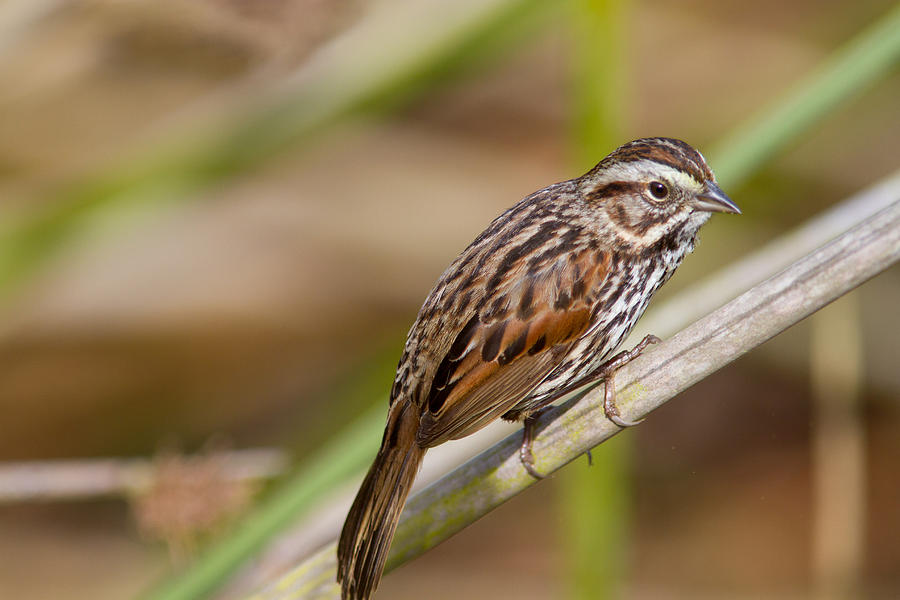 Song Sparrow Photograph by Nickolas Thurston