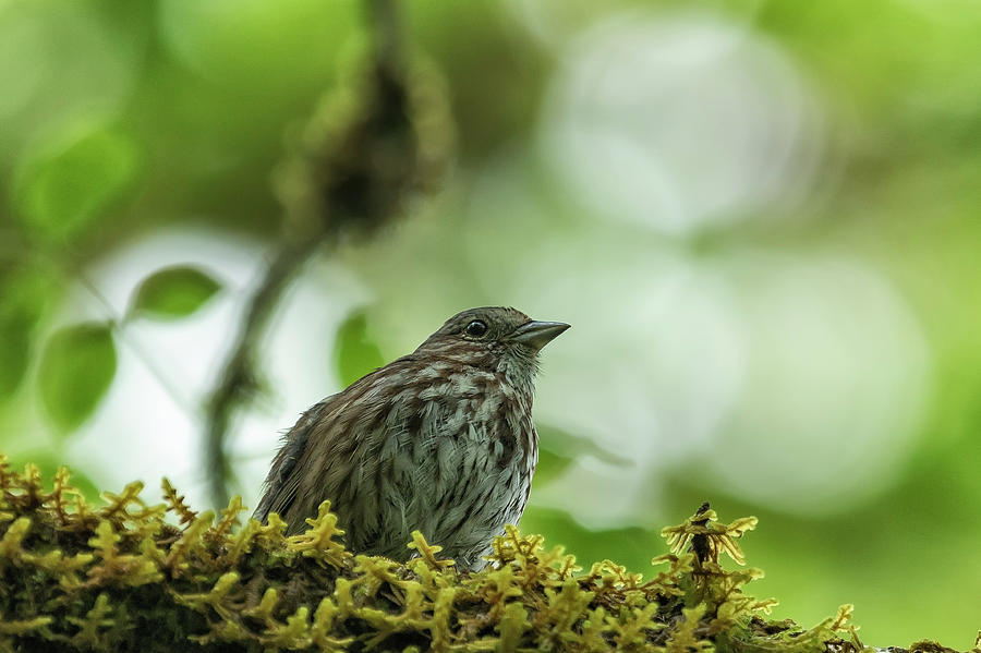 Song Sparrow, No. 3 Photograph by Belinda Greb