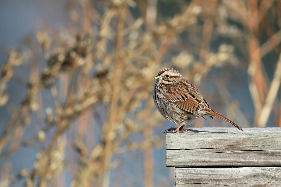 Song Sparrow On A Fence Photograph by Carol Montoya