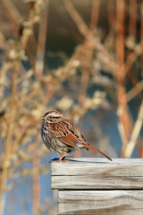 Song Sparrow On A Fence II Photograph by Carol Montoya
