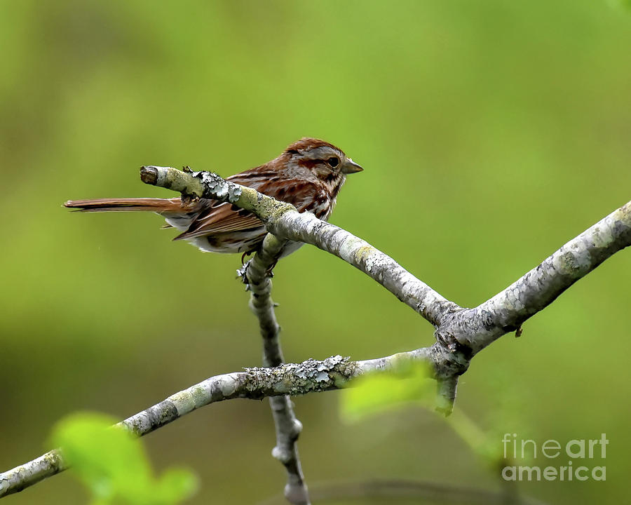 Song Sparrow on Tree Branch by Cynthia Staley Song Sparrow on Tree Branch by Cynthia Staley