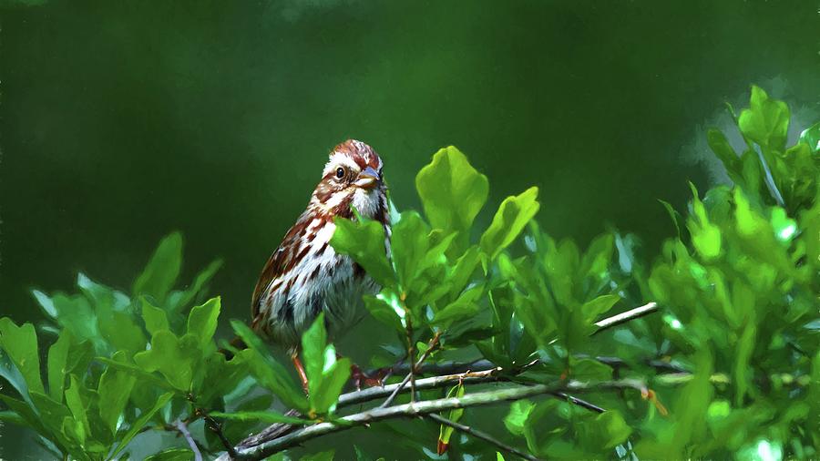 Song Sparrow Painting Photograph by Carol Montoya