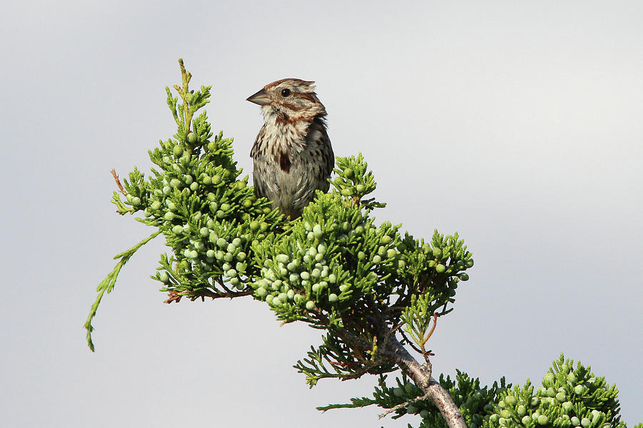 Song Sparrow Port Jefferson New York Photograph by Bob Savage