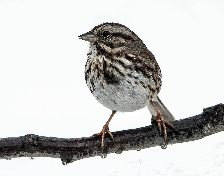Song Sparrow Profile Photograph by William Bitman