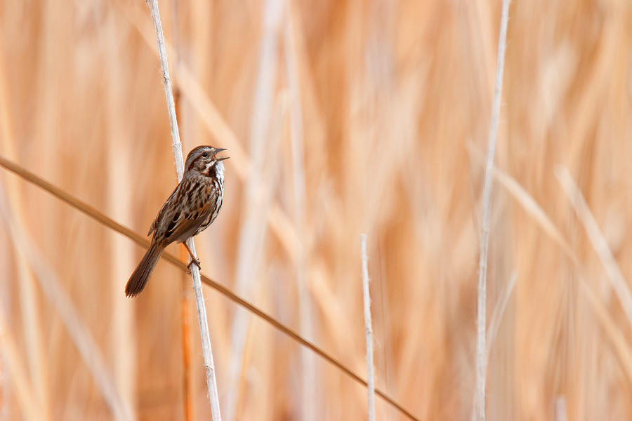 Song Sparrow Photograph by Ram Vasudev