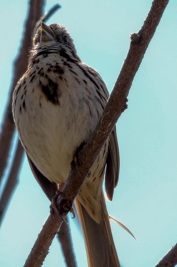 Song Sparrow Photograph by Randy J Heath