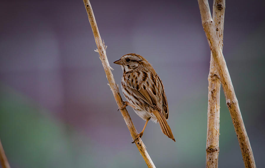 Song Sparrow Photograph by Ray Congrove