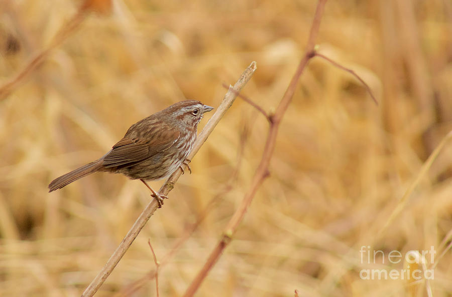 Song Sparrow Photograph by Sean Griffin