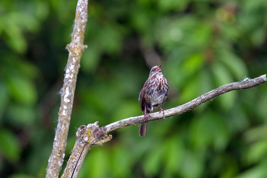 Song Sparrow Singing Photograph by Michael Russell