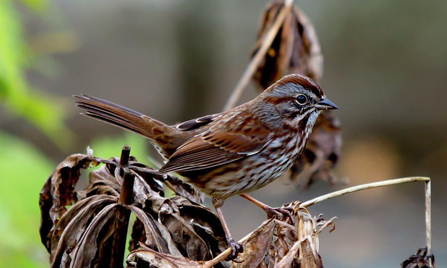 Song Sparrow Digital Art by Birdly Canada