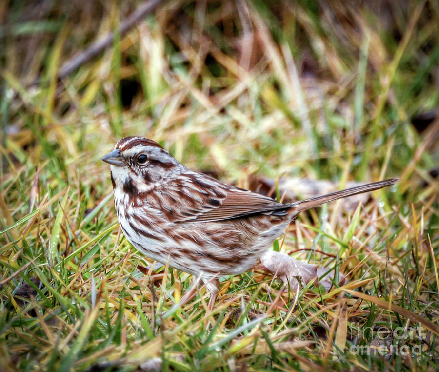 Song Sparrow Sweetie Photograph by Kerri Farley