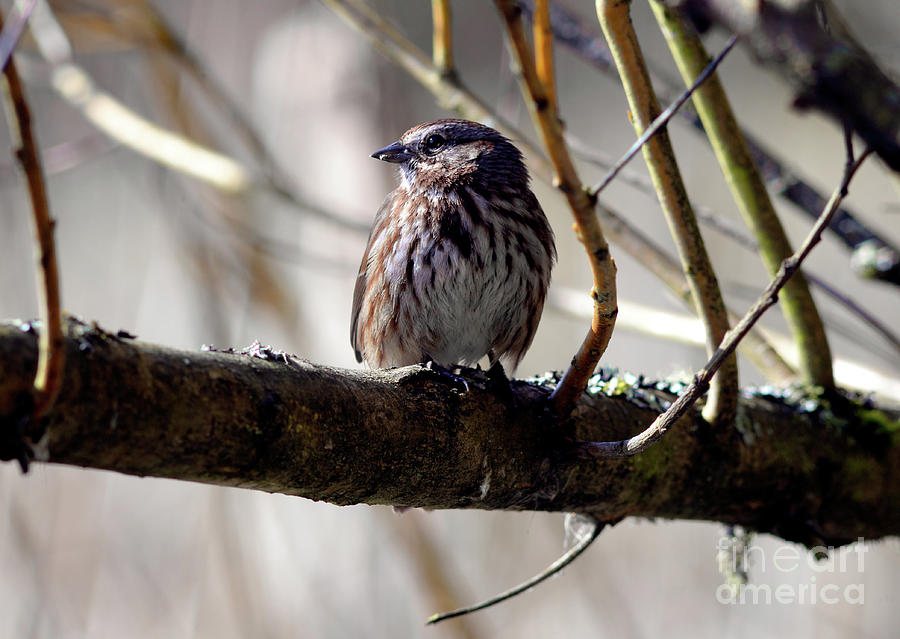 Song Sparrow Photograph by Terry Elniski