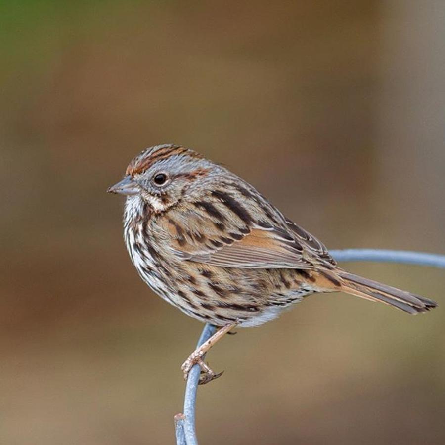 Song Sparrow  #wildlife_seekers Photograph by Nickolas Thurston
