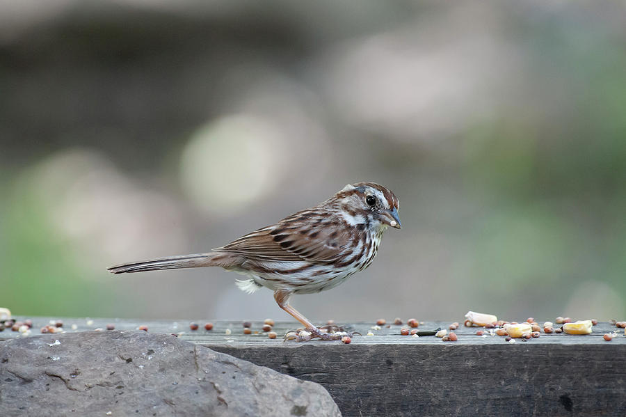 Song Sparrow with seed in beak Photograph by Dan Friend
