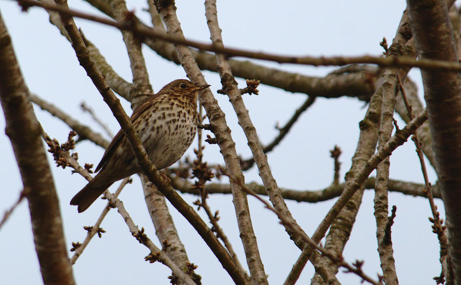 Song Thrush In Tree Photograph by Adrian Wale